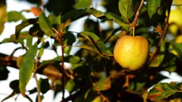 Pomme Mûre Solitaire Accrochée Arbre Zoom Moyen Mise Point Sélective — Video