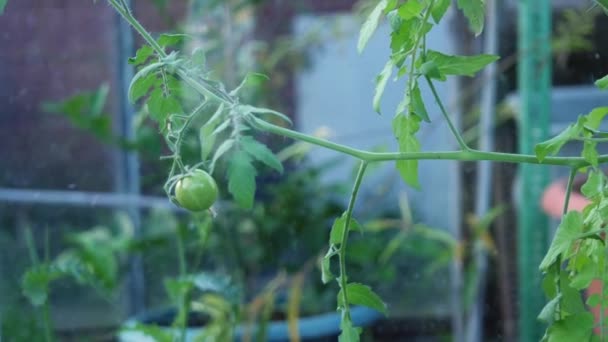 Tomates Verdes Amadurecem Vinha Estufa Zoom Mão Média Tiro Foco — Vídeo de Stock