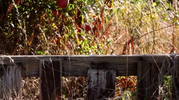 Rustikální Vratký Zahradní Plot Jabloněmi Pozadí Široký Zoom Záběr Selektivní — Stock video