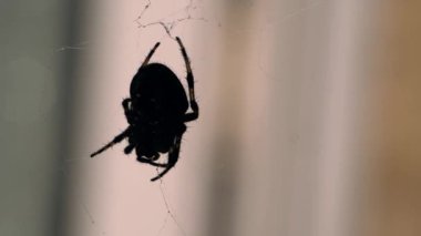 Örümcek ağındaki örümcek silueti makro yavaş çekim seçici odak noktası