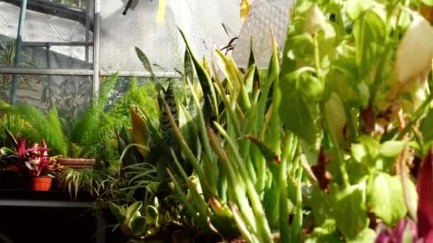 肥沃な温室で背の高い草や植物が成長するドリーショット選択的な焦点 — ストック動画