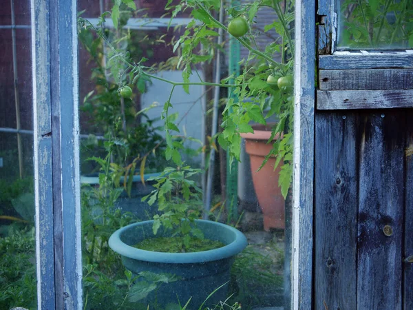 緑のトマトは温室中手でつるに熟す選択的な焦点を撮影 — ストック写真
