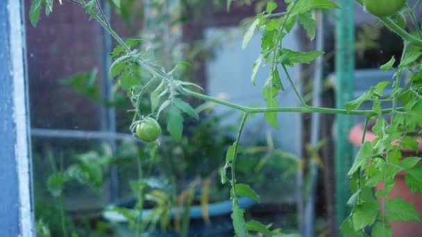 Tomates Verdes Amadurecem Videira Estufa Médio Mão Realizada Tiro Foco — Vídeo de Stock