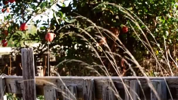 Rustikaler Klappriger Gartenzaun Mit Apfelbäumen Hintergrund Breit Shot Selektiver Fokus — Stockvideo