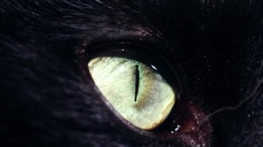 Yeşil gözlü kara kedi, yakın çekim yavaş çekim 4k seçici odaklanma