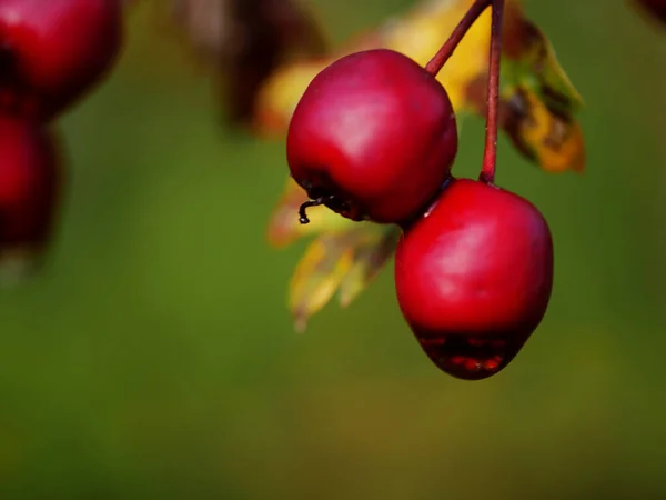 Red Hawthorn Berries Autumn Approaches Macro Close Shot Selective Focus — Stock Photo, Image