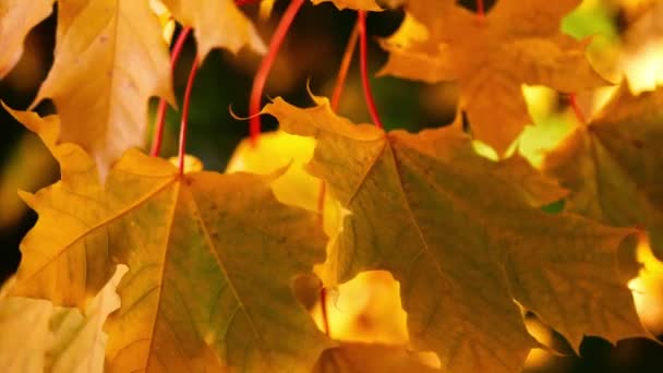 Golden Sycamore Tree Leaves Autumn Medium Slow Motion Close Macro — Video Stock