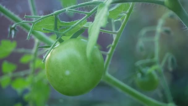 緑のトマトは温室内のつるで熟すクローズアップ4Kショット選択的フォーカス — ストック動画