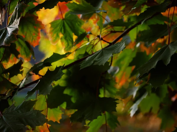 Sycamore, sonbahar ortamına göre renk değiştirerek seçici odak bırakır 