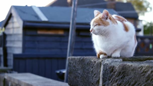 Gengibre Gato Branco Sentado Parede Urbana Rua Ampla Tiro Foco — Vídeo de Stock