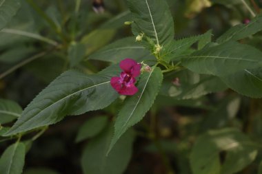 Yazın kırmızı ve beyaz çiçekler 