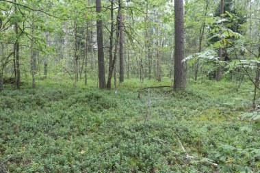Ormandaki ağaçlar, yeşil orman, yağmur üstüne yaz ormanı.