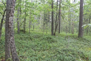 Ormandaki ağaçlar, yeşil orman, yağmur üstüne yaz ormanı.