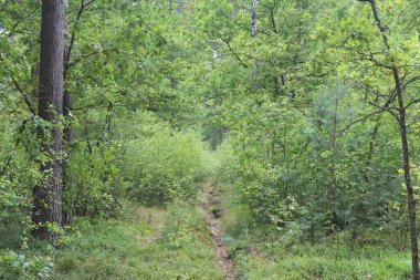 Ormandaki ağaçlar, yeşil orman, yağmur üstüne yaz ormanı.