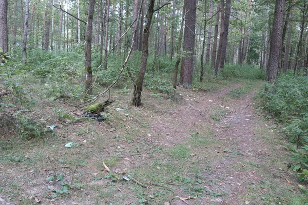 Footpath Rubbish Woods Plastic Ground Rubbish Forest — 图库照片