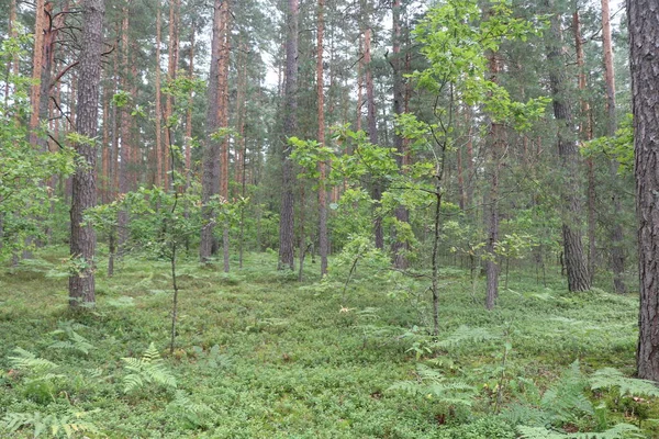 Fák Erdőben Zöld Erdő Nyári Erdő Eső Után — Stock Fotó
