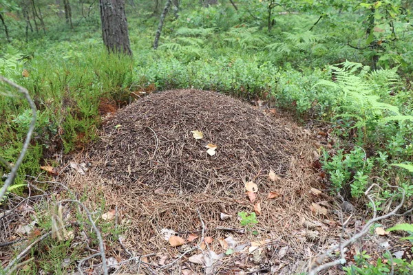 Fourmilière Dans Sol Dans Forêt Été — Photo