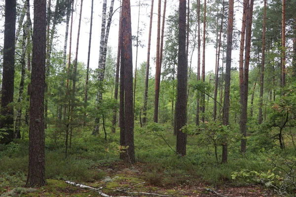 Trees Forest Forest Morning — Foto Stock