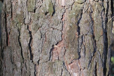 Ağaç kabuğu, ağaç arka planı, ağaç kabuğu dokusu, çam kabuğu.