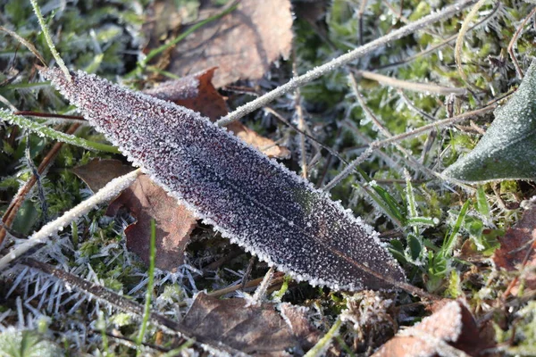 Ett Fruset Löv Solljus — Stockfoto