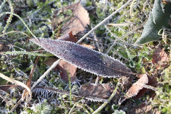 Frozen Leaf Sun Lights — Stock Photo, Image