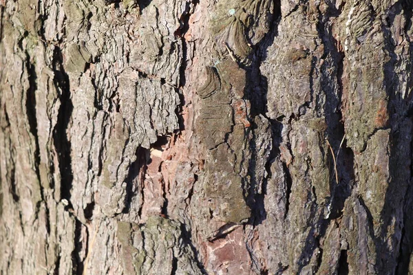 Bark Tree Tree Background Bark Texture Pine Bark — Stock Photo, Image