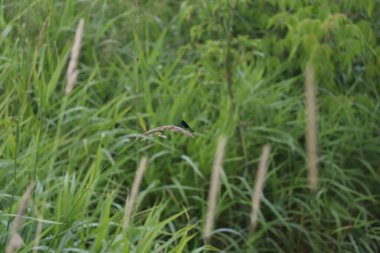 Çimlerde uçan yılan, rüzgarda çimen, arka planda nehir 