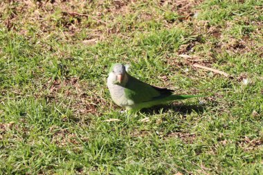 Çimlerde yeşil kuş, yeşil çimlerde küçük İspanyol papağan, gagasında çimen olan papağan.