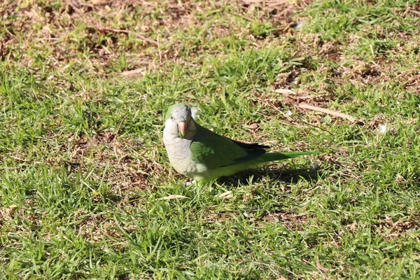 Grüner Vogel Gras Kleiner Spanischer Papagei Grünen Gras Papagei Mit — Stockfoto
