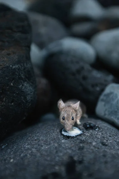 Küçük fare sahildeki taşları yiyor.