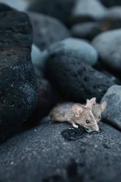 İki küçük fare sahildeki taşları yiyor.