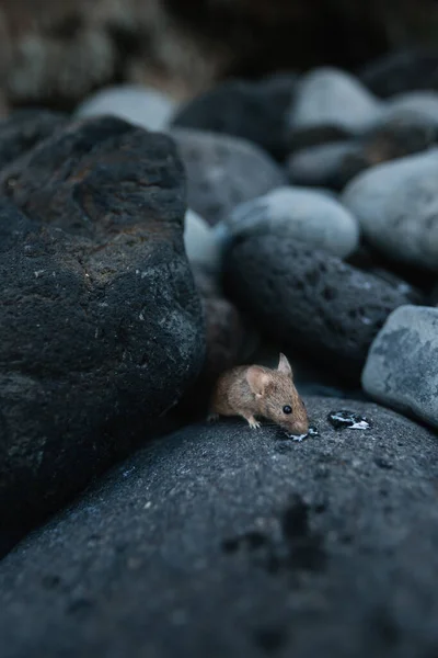 Küçük fare sahildeki taşları yiyor.