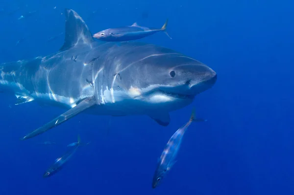 Weißer Hai Der Oberfläche Australien lizenzfreie Stockfotos