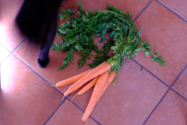 Svart Katt Och Morötter Exponeras Keramiska Golv Bakgrund — Stockfoto