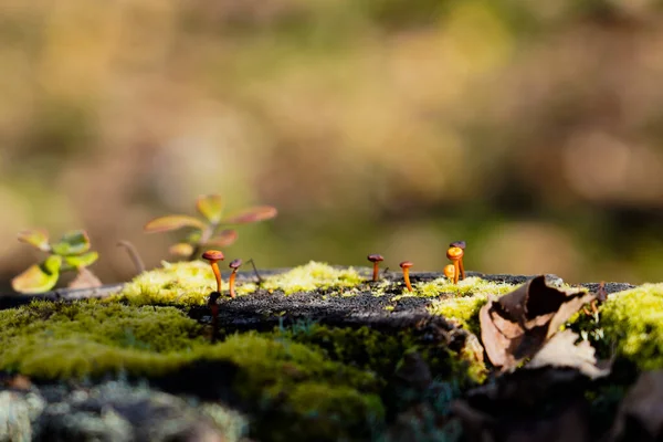 Ormanda büyüyen küçük mantar bitkisi.
