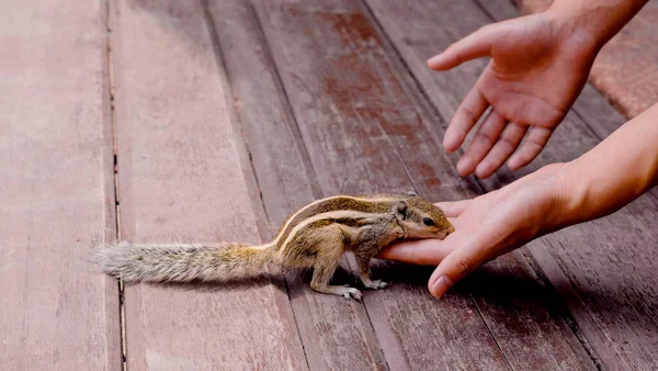 Hintli sincaplar insanların elinde yer.