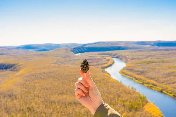 Sonbaharda, Büyük Hinggan Dağları 'nın ormanlarında çam fıstığı hasat edilir.