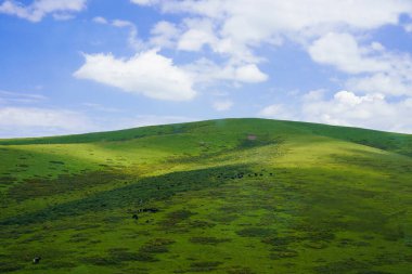Mavi gökyüzünün altındaki yüksek kaliteli çayırlar güneş ışığıyla aydınlatılır.