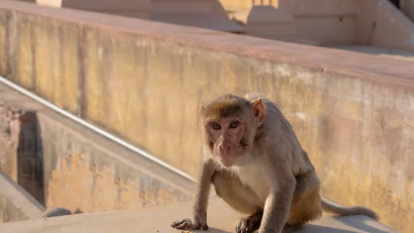 al yanaklı maymun Hindistan