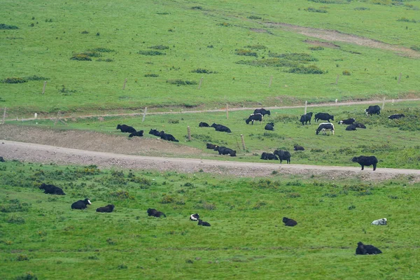 Doğal çayırlarda dinlenen sığır sürüsü.