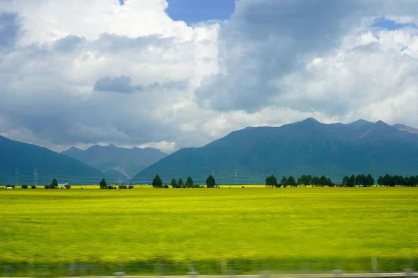 Çin 'de, Qinghai' de dağların ve beyaz bulutların altındaki ırz tohumları tarlası.