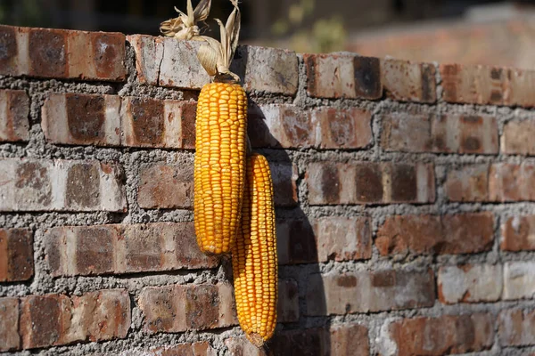 Toplanan mısırlar tuğla duvarda asılı.
