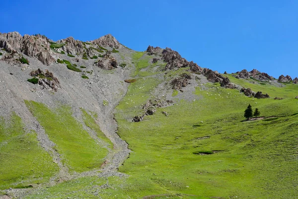 Koyunlar Barkun otlağında otluyor, Altay, Xinjiang, Çin
