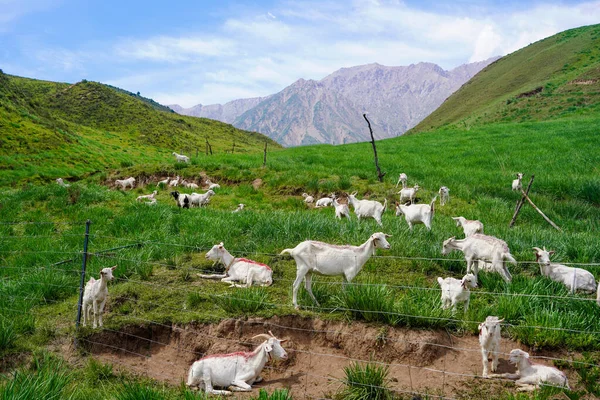 Dağdaki bozkırlarda otlayan bir koyun sürüsü.