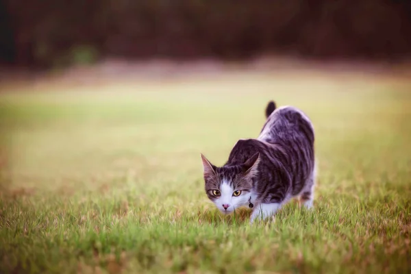 Kedi çimenlerde sinsice dolaşıyor.