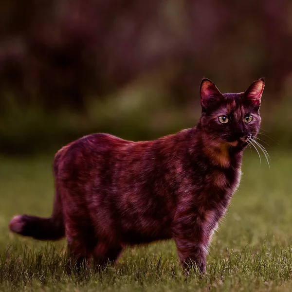 Kot Zielonej Trawie — Zdjęcie stockowe