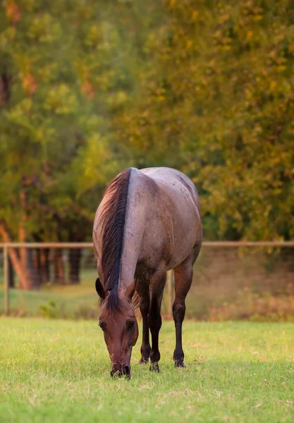 At gün batımında çayırda otluyor.