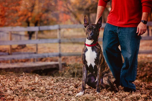 Man holding large dog