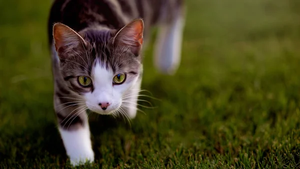 Kediyi Ava üzerinde