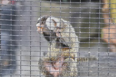 Hayvanat bahçesindeki kafeste oturan maymun.